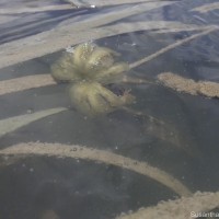 Enhalus acoroides (L.f.) Royle